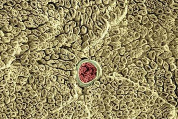 ПРИГЛАШАЕМ К УЧАСТИЮ В ОЛИМПИАДЕ ПО ПАТОФИЗИОЛОГИИ