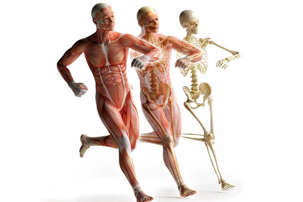 ПРИГЛАШАЕМ СТУДЕНТОВ К УЧАСТИЮ В ОЛИМПИАДЕ ПО НОРМАЛЬНОЙ ФИЗИОЛОГИИ