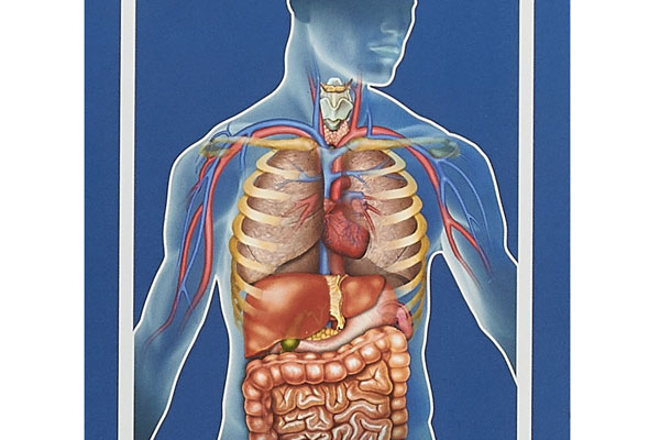 ПОДВЕДЕНЫ ИТОГИ ЕЖЕГОДНОЙ ВНУТРИВУЗОВСКОЙ ОЛИМПИАДЫ ПО НОРМАЛЬНОЙ ФИЗИОЛОГИИ