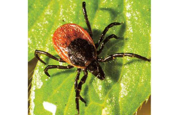 УКУС КЛЕЩА. КАК ДЕЙСТВОВАТЬ