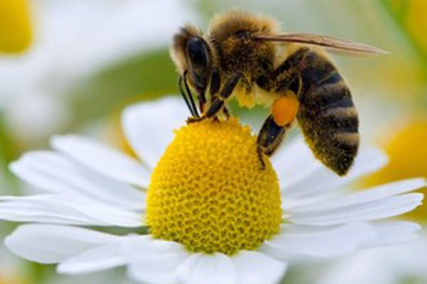 Приглашаем на курсы повышения квалификации по апитерапии 