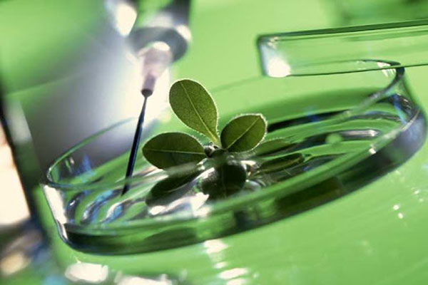 ПРИГЛАШАЕМ К УЧАСТИЮ В ОЛИМПИАДЕ ПО ФАРМАКОГНОЗИИ